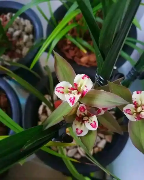 四川兰展三十八万兰花(价值520万的春剑艺兰) - 彝家农业网