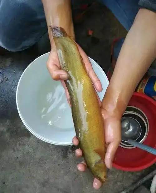 泥鳅王?湖南老乡捕获大泥鳅,一斤多重,老乡:水塘七八年没干