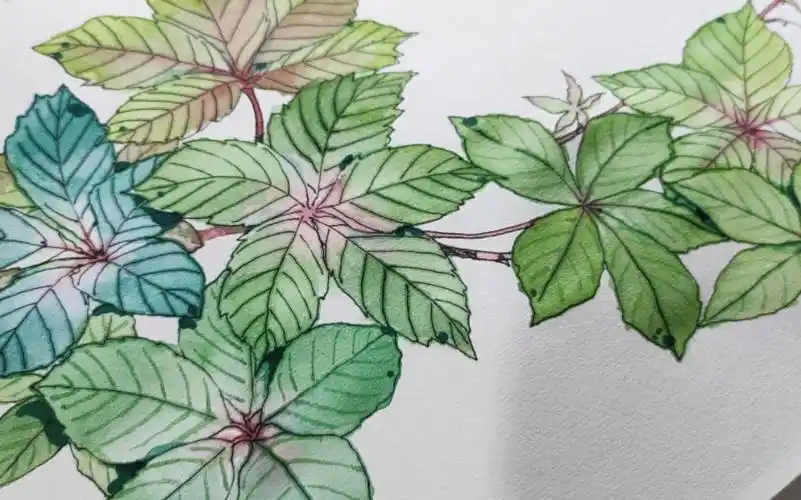 【绘画】水彩手绘 五叶爬山虎上色过程