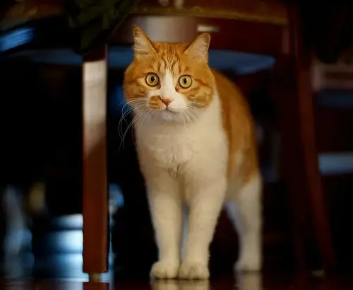 手动镜头中的大脸猫(康泰时85 1.4)