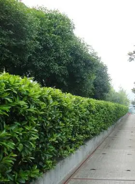 法国冬青树苗绿篱篱笆树苗耐寒冬青