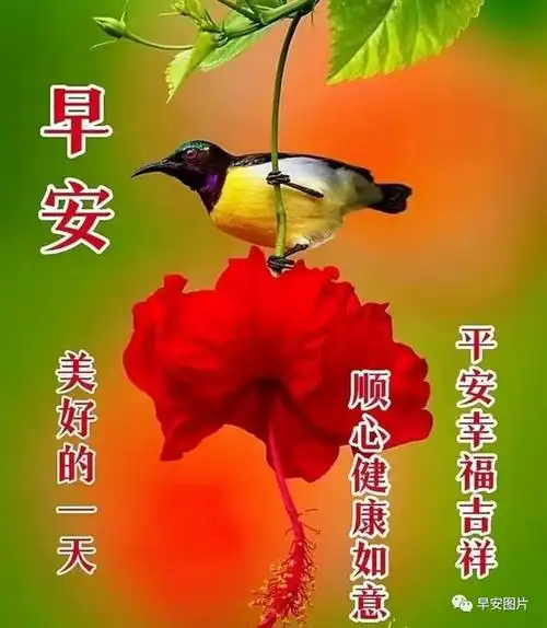 早安图片温馨的早安祝福图片带字带问候语录暖心的早上好问候语群发