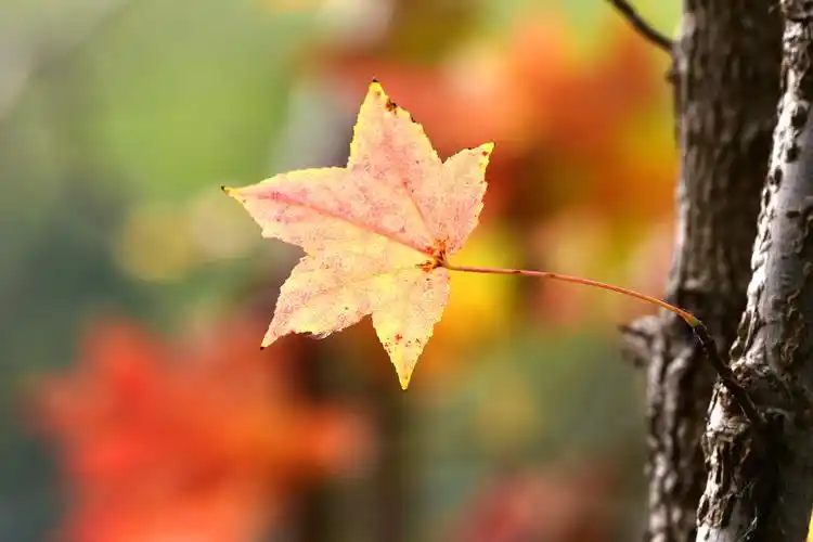 晚秋飘零的枫叶