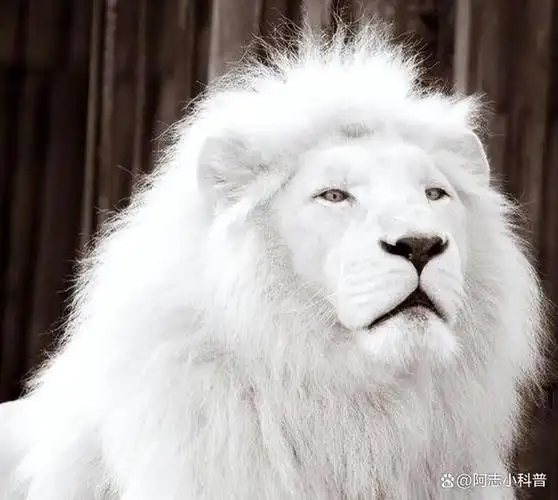 19个罕见的白化动物,白化的狮子,白化的鳄鱼,你见过吗?
