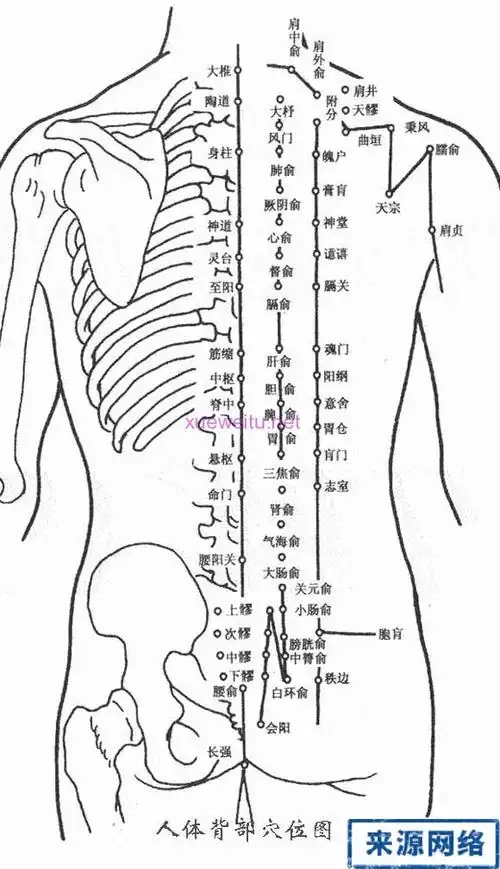 背部穴位 | 经络图解