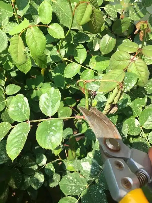 月季叶片烧焦了怎么一回事