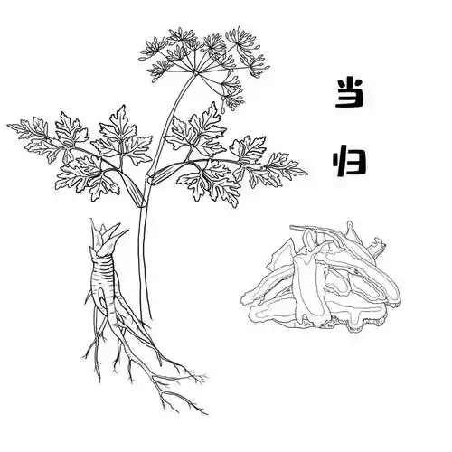 补血第一药当归用药要注意这3点