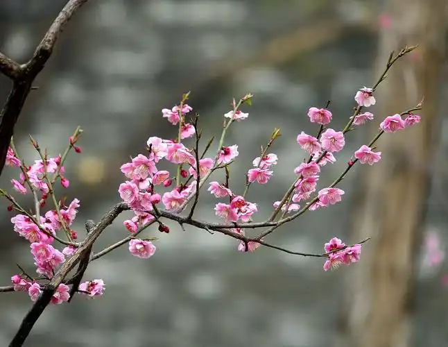 明城墙下梅花盛开季节