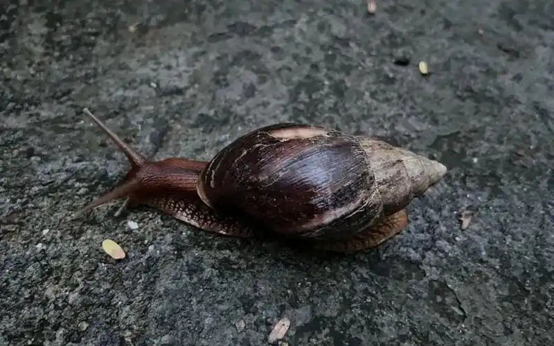 非洲大蜗牛犹如"病菌盲盒" 正从华南慢慢爬向北方
