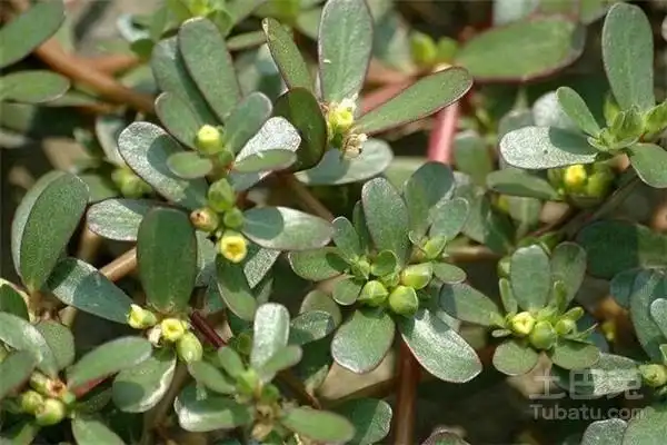 假马齿苋图片和功效作用介绍-其他花草_【三农电视网】农村养殖致富