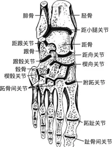 人体解剖生理基础(高职)最新章节_杨蓉著_掌阅小说网