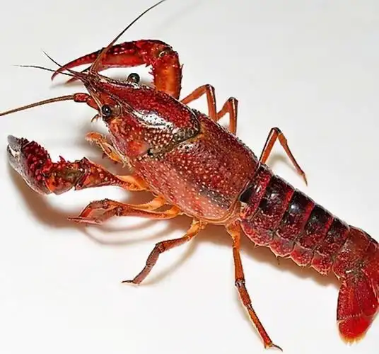 克氏原螯虾(小龙虾)养殖中常用的诱食剂