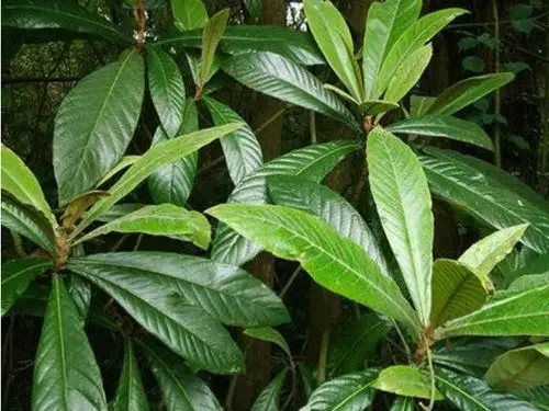 中医建议:农村常见的3种叶子,见了收好,止咳用它,百试百灵