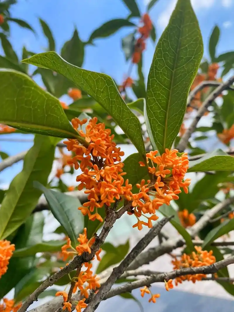 桂子花开,十里飘香.站在盛开的桂花树 - 抖音