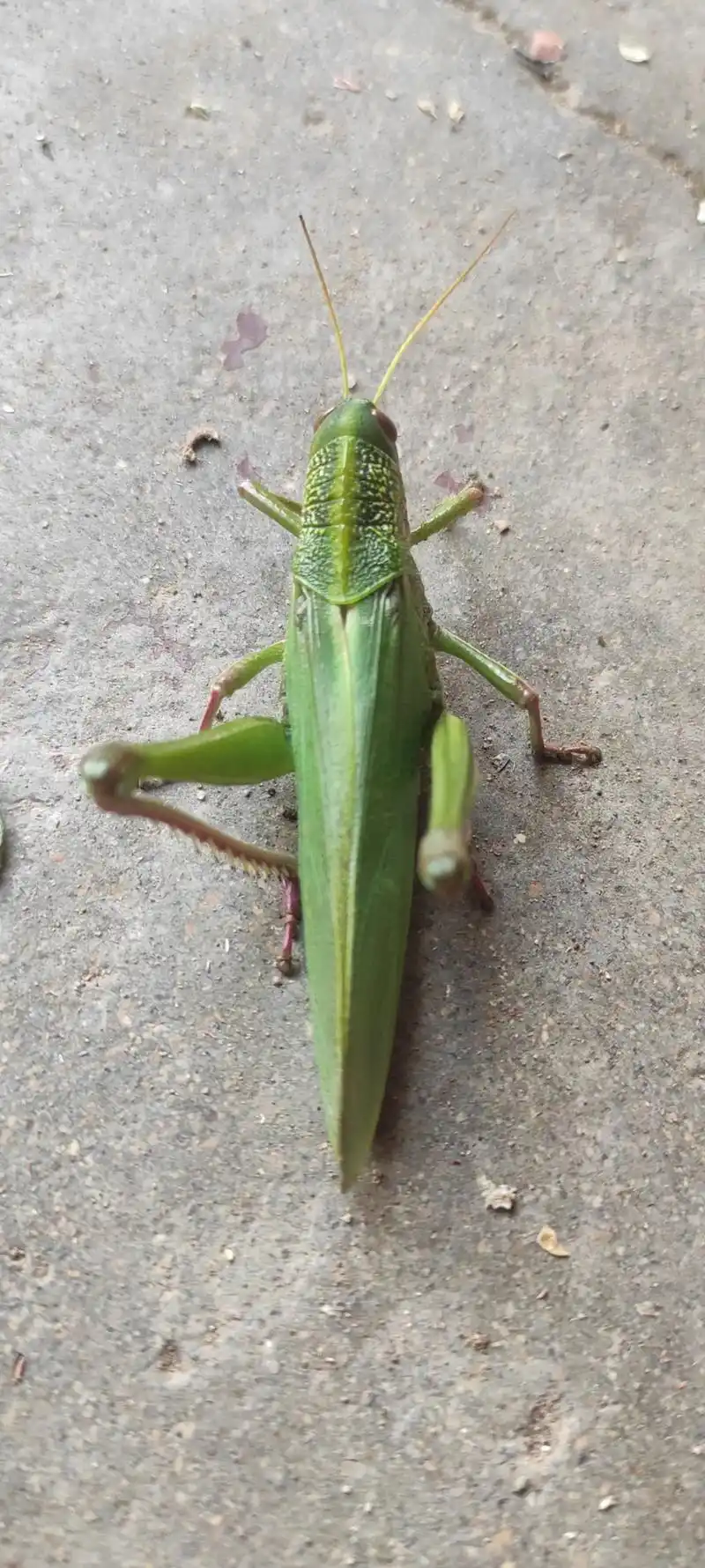 童年的宠物,超级大蚂蚱#请用家乡话说出它的名字 #谁知道这是