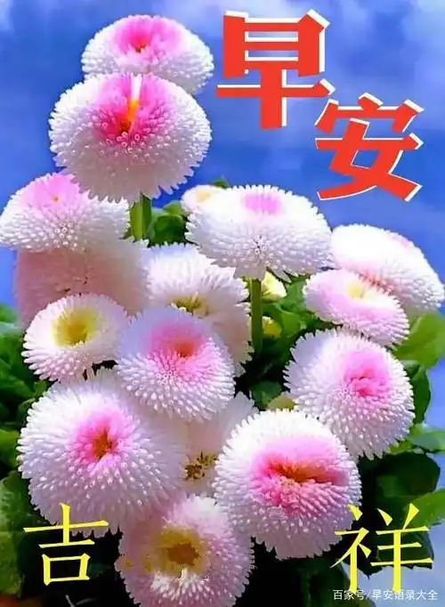 8张最新漂亮免打字早上好问候鲜花带字图片