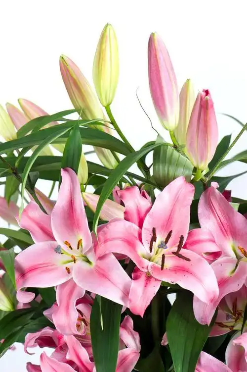 粉色百合鲜花,粉红百合花.靠近点