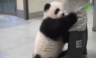国宝熊猫的动图表情包太可爱啦,看着都想笑