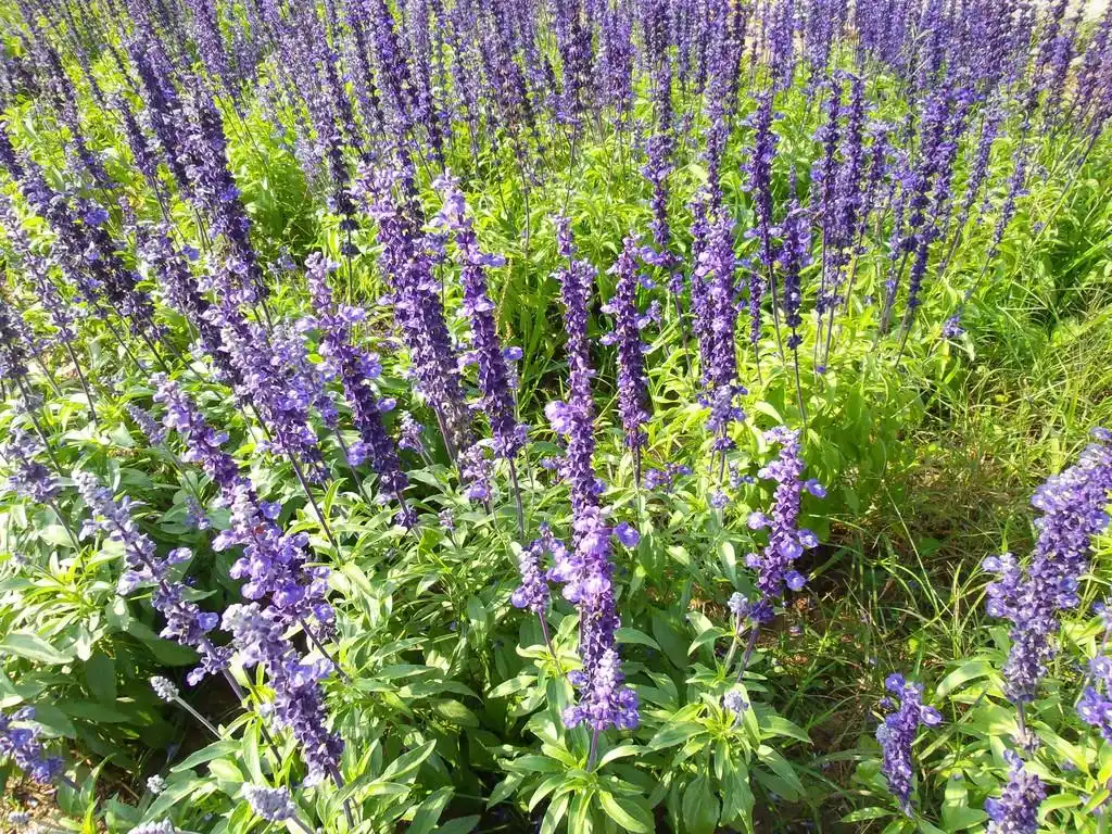 紫丹参鲜花,领域的紫丹参花