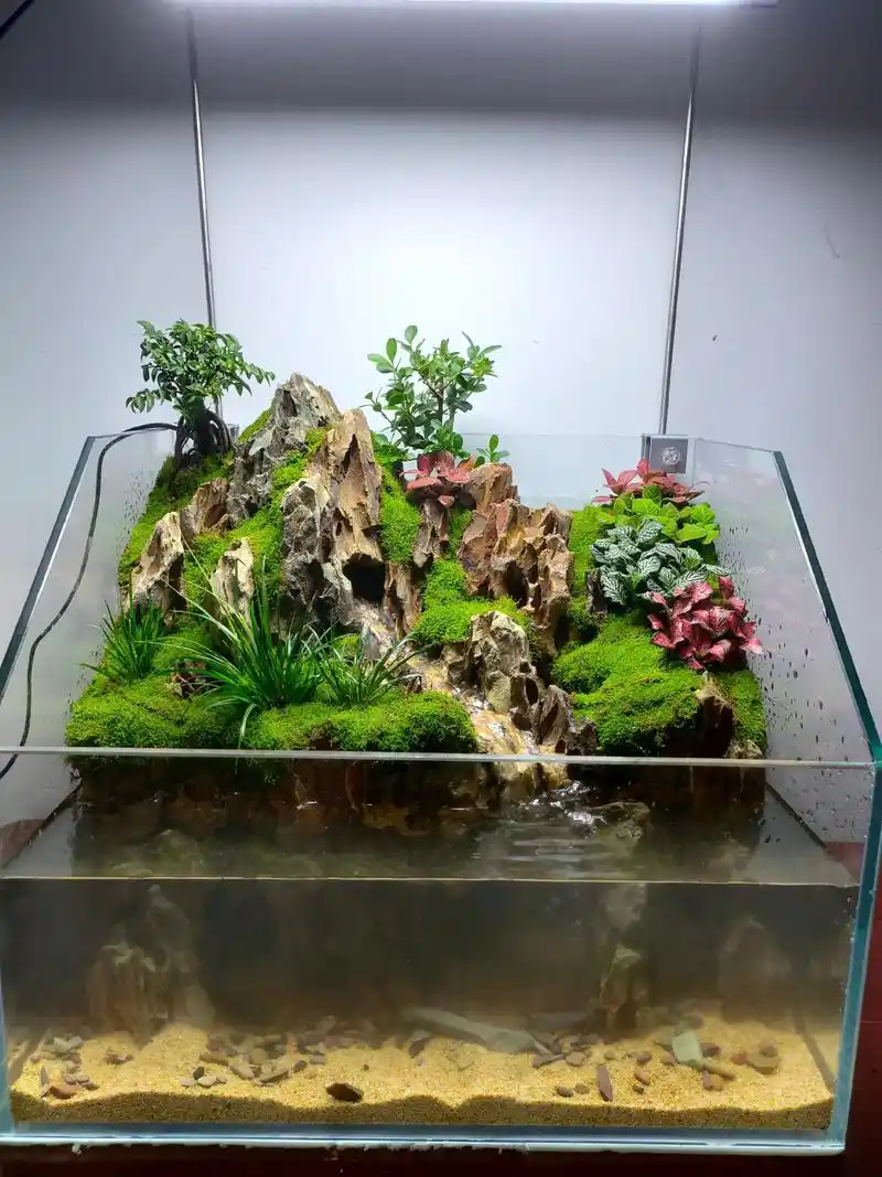 水陆缸 #玻璃缸中的大自然 好久没整理,一部分作品.刷下存 - 抖音