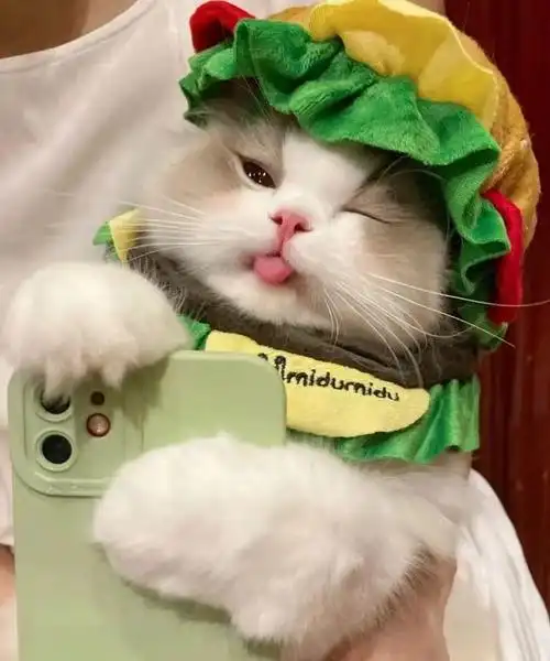 给萌宠拍照,可爱猫猫头大放送!