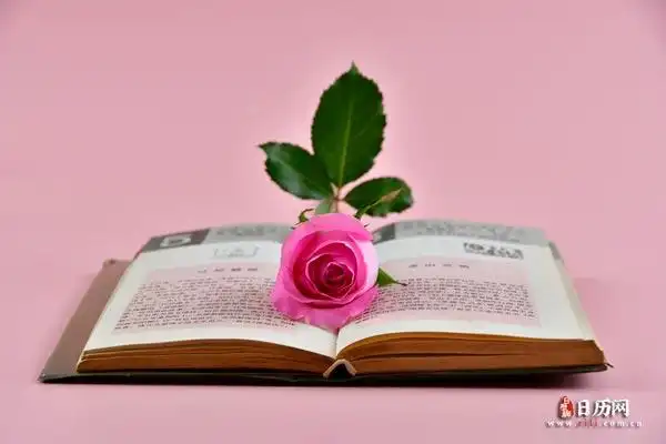 玫瑰花书粉色一束花