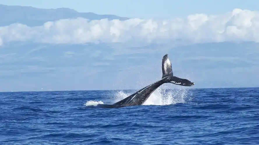 安装元气桌面,海量壁纸一键设置尺寸:1920x1080体积:1.