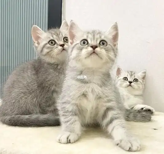 蓝猫和金吉拉生了一窝美貌小虎斑