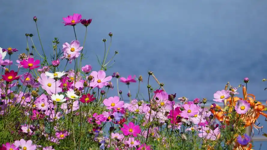 格桑花开的正艳