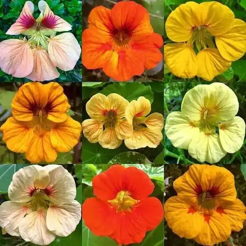 四季开花的植物,四季开花的植物有哪些(7种四季都可以养室内的开花