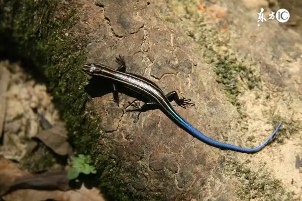 天龙地龙都是好中药效果有着很大的区别