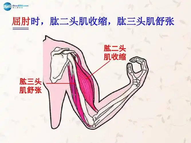 1 动物的运动课件 屈肘时,肱二头肌收缩,肱三头肌舒张 肱二头 肌收缩