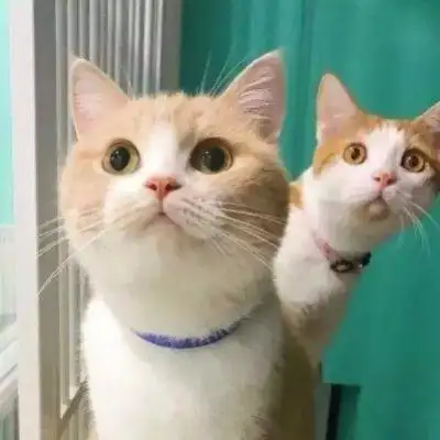 浏览更多沙雕闺蜜头像二人,沙雕闺蜜头像二人 智障,沙雕闺蜜头像 2