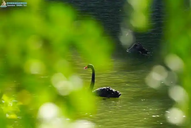 黑天鹅与白天鹅悠然自得,拨开水面激起层层涟漪;或优雅游弋颈项轻弯