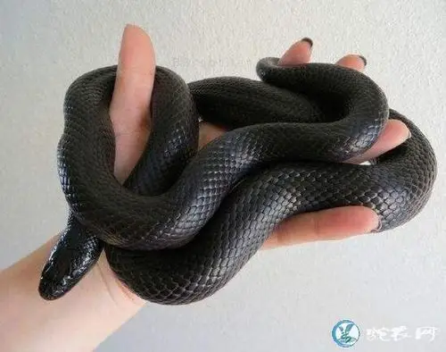 黑色蛇图片大全黑色蛇都有哪些名字