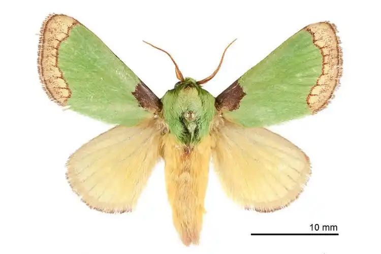 其中最常见的洋辣子叫做褐边绿刺蛾,是一种蛾子,长大了以后就是下面