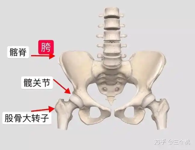 放张骨骼图看得更清楚,胯在上面,股骨大转子在下面.