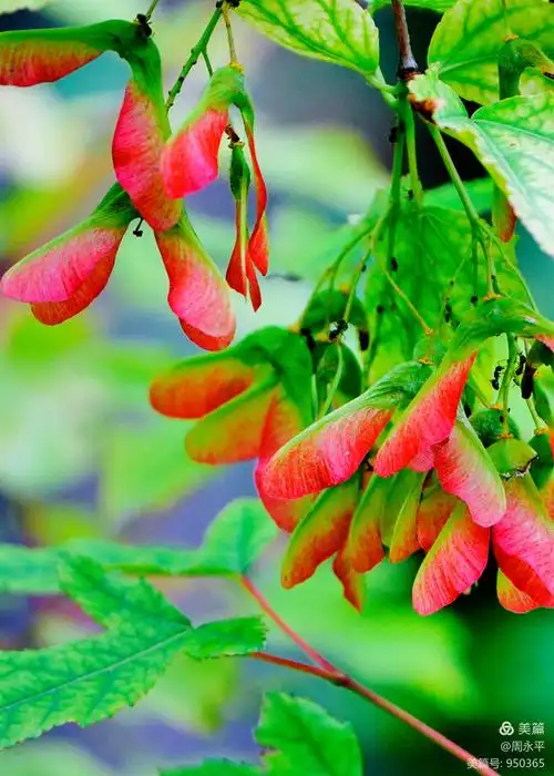 枫树叶果夏季红