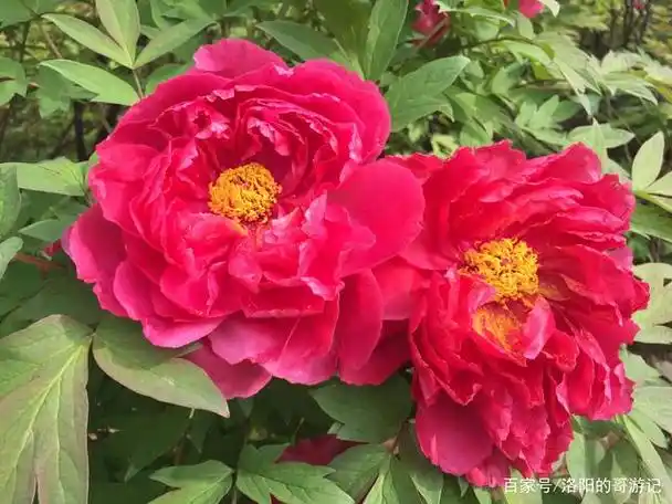 千年帝都洛阳王城公园牡丹花鉴赏