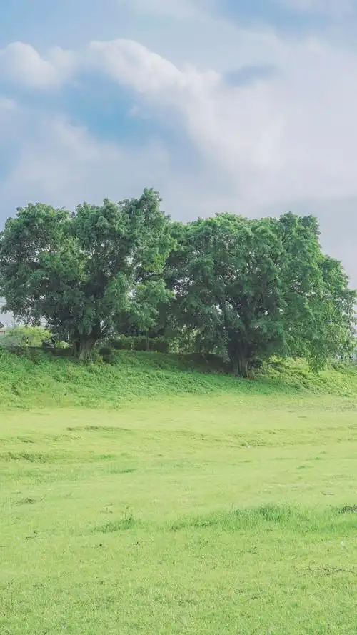 清新绿色草坪风景手机壁纸
