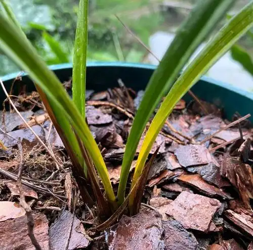 兰花换粗植料以后,叶片一直发黄,是退草还是腐苗没救了?