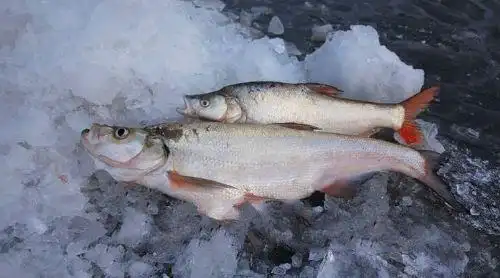 黑龙江兴凯湖大白鱼_黑龙江兴凯湖大白鱼的介绍_黑龙