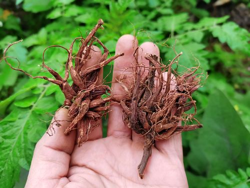 贵州草药红活麻根中药材 红线麻红禾麻红火麻小红麻无硫水洗干货