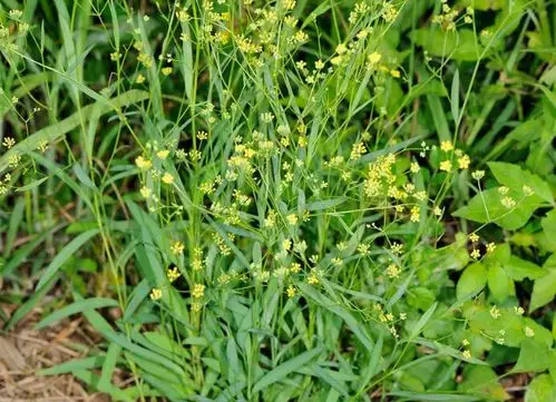 柴胡疏肝利胆又能治少阳三焦真相皆在小柴胡汤中