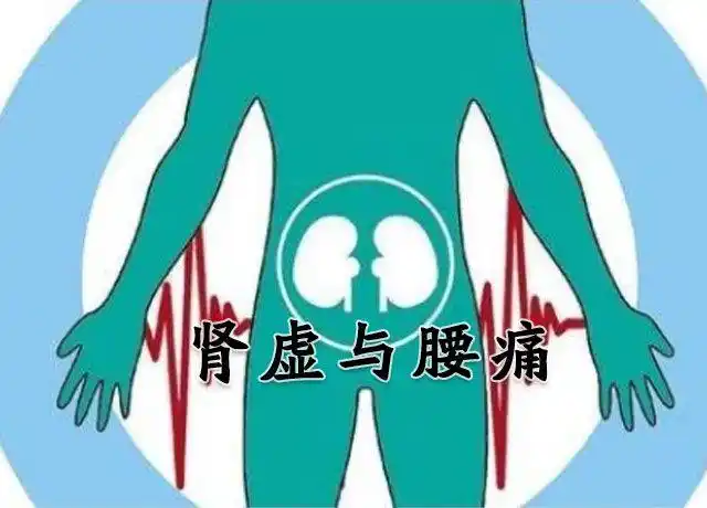 进而血不养筋,造成腰痛,但因肾虚造成的腰酸痛的部位不是