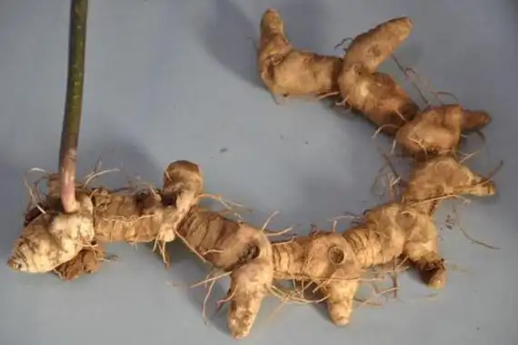 黄精的种类1,滇黄精:滇黄精产于云南,四川,贵州,生林下,灌丛或阴湿