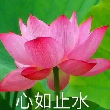 老年头像荷花心平气和