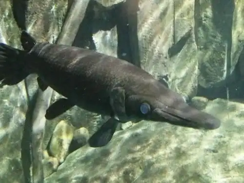 福鳄用又大又蓝的眼睛告诉我,他有杀气