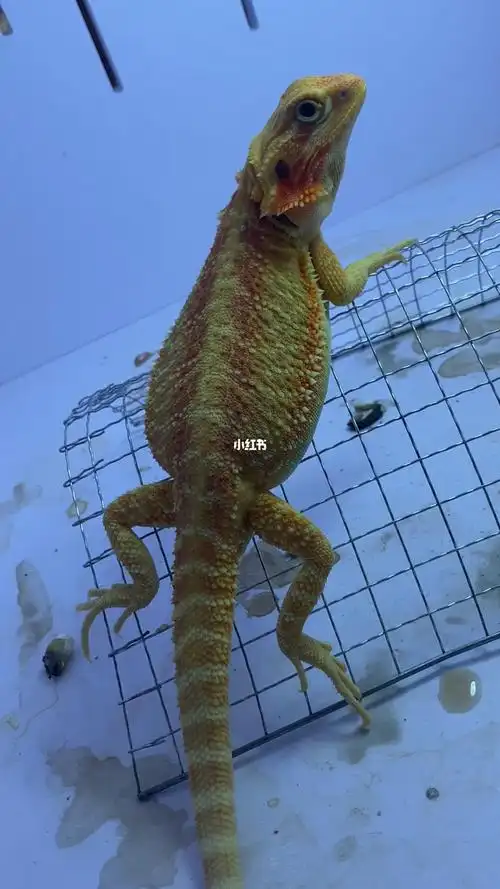 柑橘魅影直线鬃狮