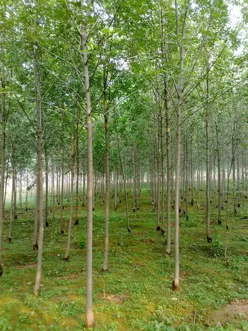 1-10公分速生白蜡